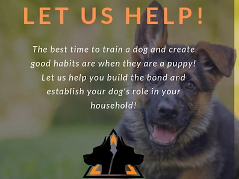 Through The Leash Dog Behavior & Training