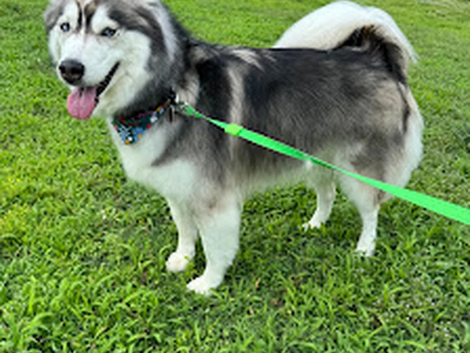 Foto de Trims For Tails, LLC