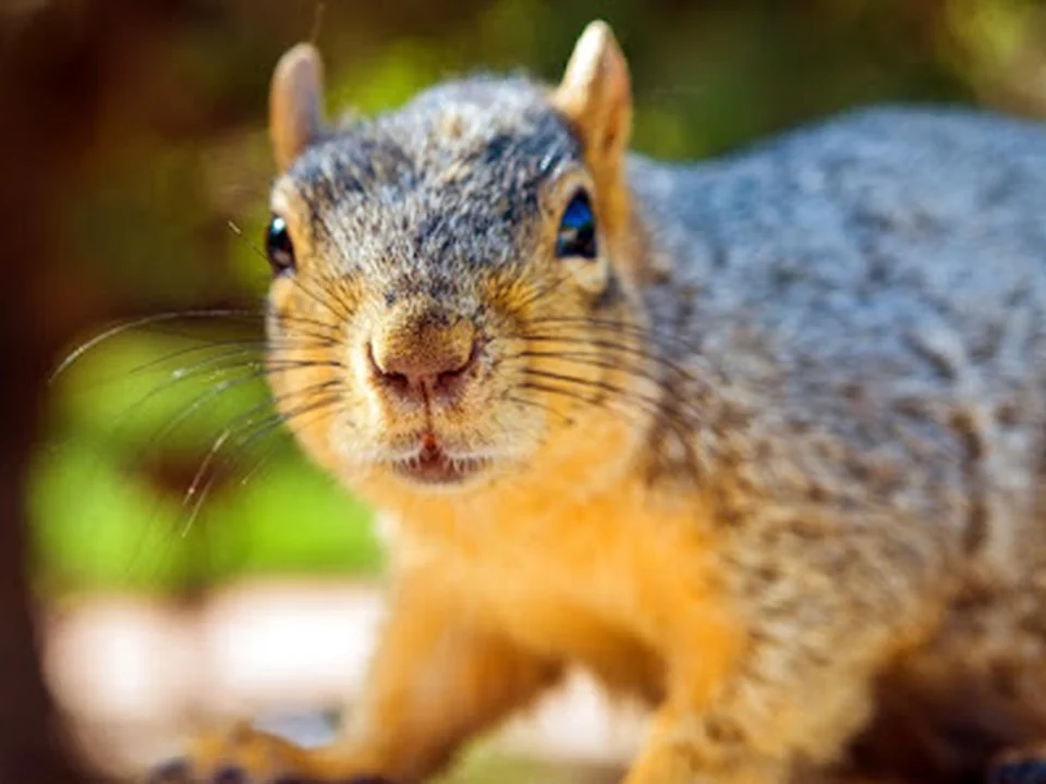 Varmint Gone Cornelius