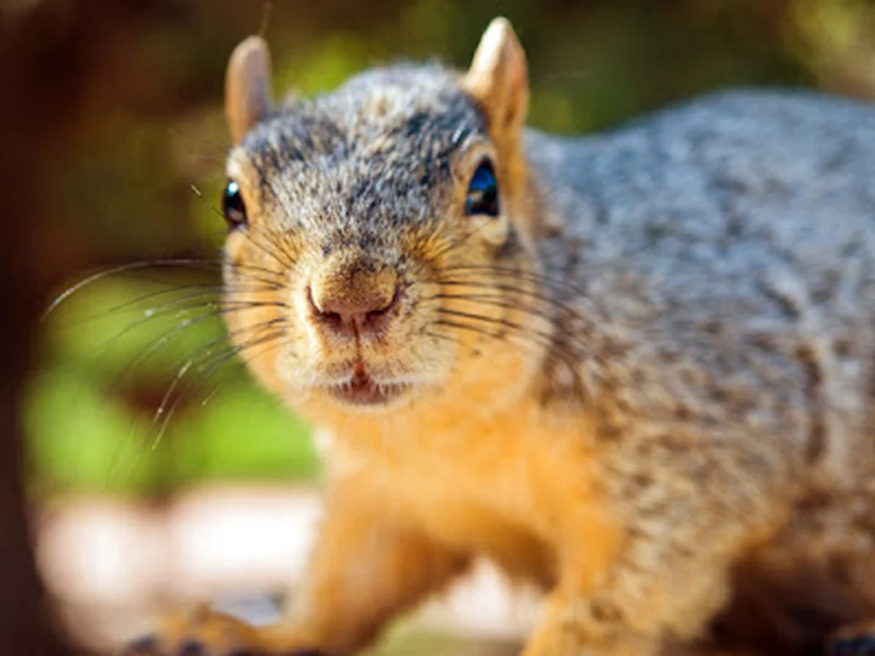 Varmint Gone Matthews