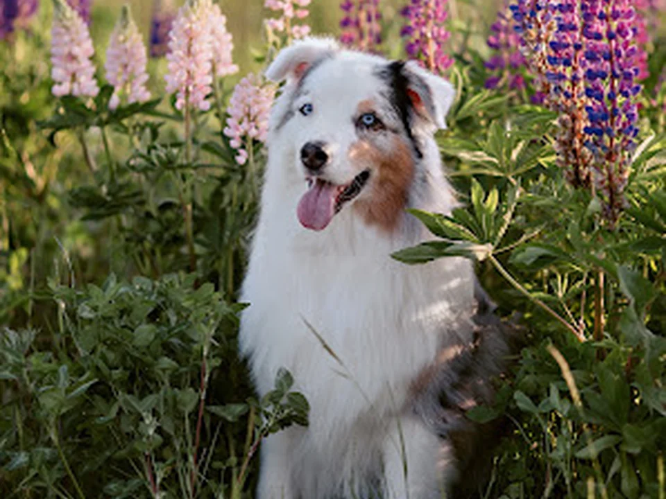 Wildflower Pet Sitting and Dog Walking LLC