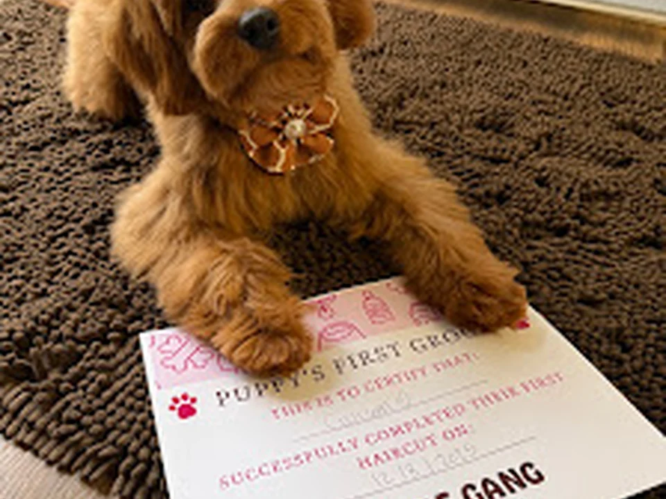 Woof Gang Bakery & Grooming Concord