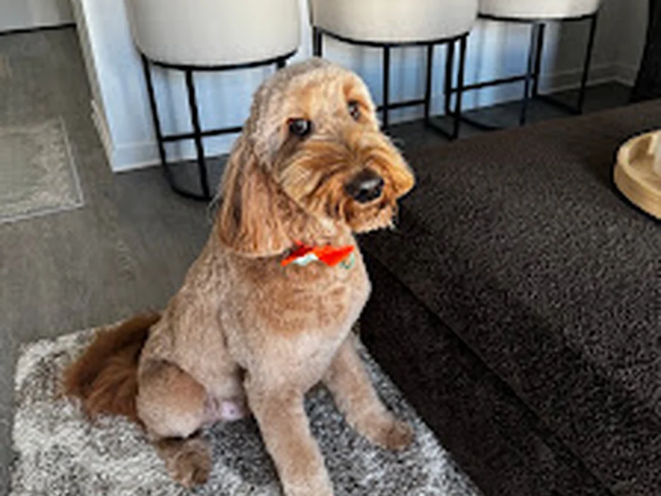 Woof Gang Bakery & Grooming Dilworth