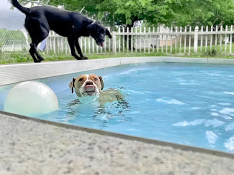 Wyolina Kennels