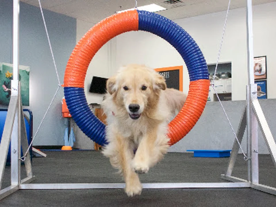 Zoom Room Dog Training